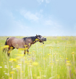 equines:  Horse (by Arman_Zhenikeyev) 