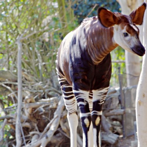 This is an Okapi. It’s a deer, zebra, giraffe. It’s adorable.<3