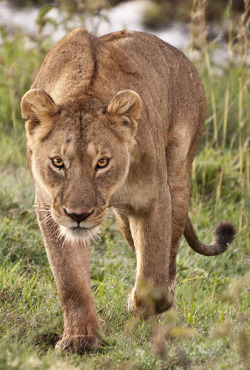 llbwwb:  Wild Lioness on the prowl (by JimBoots)