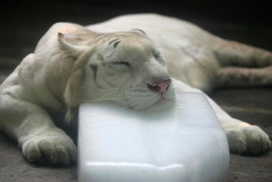 allcreatures:  A white Bengal tiger rests on a block of ice at Chengdu Zoo in Chengdu, China Picture: BARCROFT (via Animal pictures of the week: 22 July 2011 - Telegraph) 