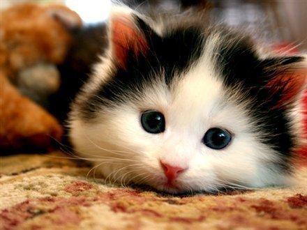 Ladies and Cats