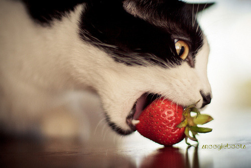 Ladies and Cats