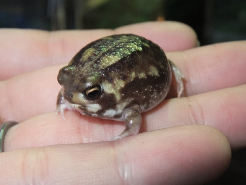 cute-poop:  whaoanon:  oh my god  me  wrong its me