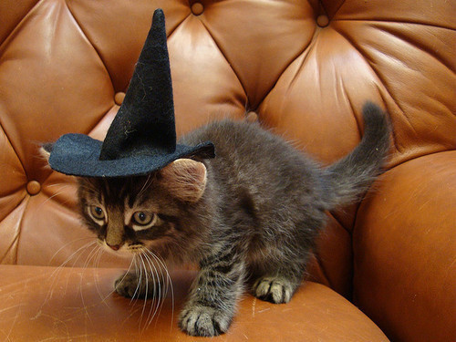  PROFESSORA MCGONAGALL! 