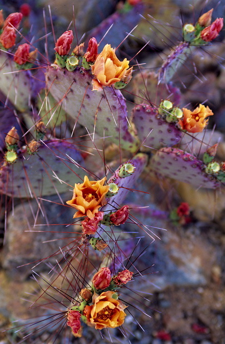 awakyn:  Cactus flowers 