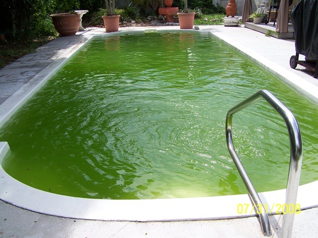 reblogueo esto para decir: ¿por qué chucha una piscina con agua verde tiene 3500