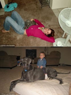 thedailywhat:  Big Dog of the Day: George the Great Dane, who, at 7 feet in length, is officially the world’s largest dog, is something of a real-life Marmaduke. According to a new book by owner Dave Nasser, George sleeps on his very own queen-sized