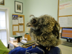 crc-rehab-blog: Jamie Bond, one of our resident Eastern screech owls, has molted all of the feathers on her head (except for one).  She looks like a quail.  I had to share this picture. Click here to read a past blog about molting. 