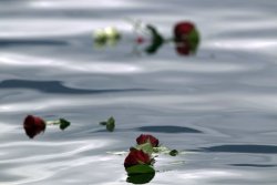 Warningdontreadthis:  Mourning Roses Cast By Sympathizers Float In The Lake Near