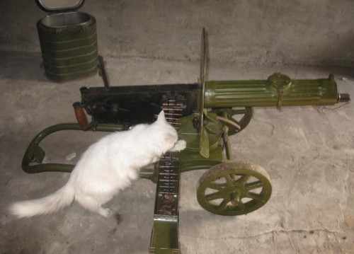 Rats, dogs, fleas… I’m ready!!!