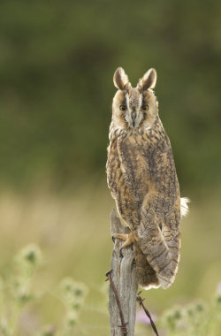 birdblog:  Long Eared Owl by *mansaards 