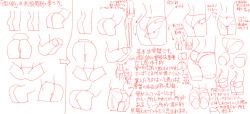Butts anatomy