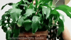 PLANTBERT.