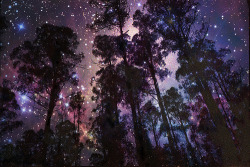 jediflip:  nocturnowl:  This reminds me of peaking so hard  I couldn’t see anything but patterns and slight outlines of all the trees the first time we found raccoon spot.  the first shroom trip i ever had with you guys in rside was so fucking nuts,