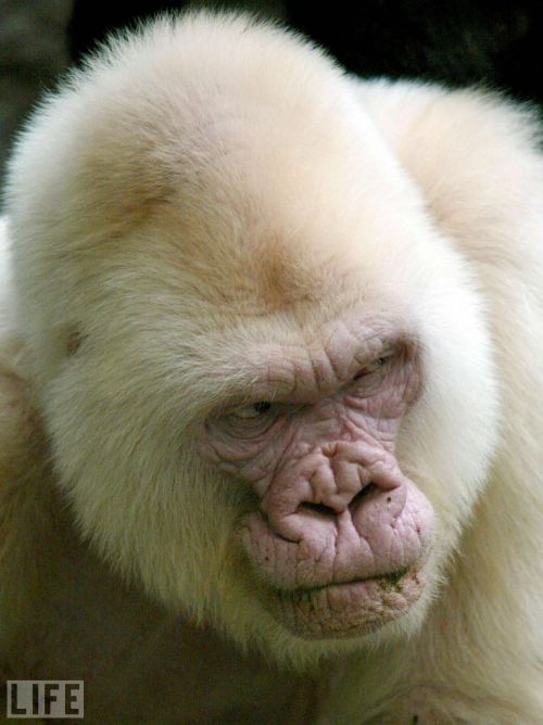 life:  Here’s something you don’t see everyday, an albino gorilla. see more — Amazing Albino Animals