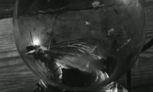 disorienteddreams:Suna no onna / Woman in the Dunes (Hiroshi Teshigahara, 1964)