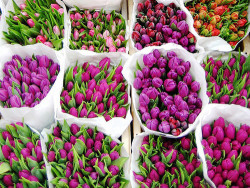 minimalistes:  send me some tulips please! 