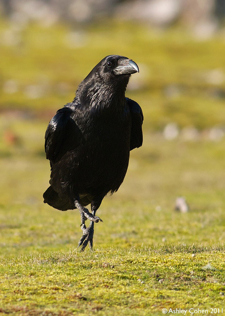 birdblog:  Raven - Hop, Skip, Fly Away… by Wales Birder ( Taking a Flickr Break) on Flickr. 