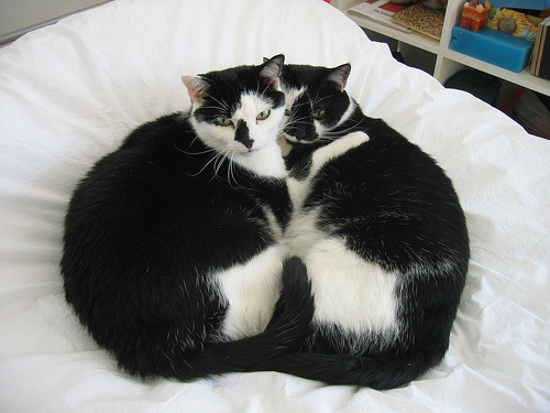 Infinite cats, infinite love.
Photo by sickmouthy