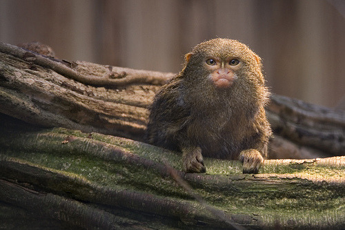 fuckyeah-cuteanimals:  Pygmy marmoset (by -foxhusky-)  Hrmph!