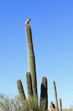 photojojo:  Cats typically climb trees to escape yappy dogs, but nature photographer Curt Fonger snapped this bobcat who climbed a 40 foot cactus to escape a mountain lion. Nature’s extreme, yo.  Bobcat On a Cactus by Curt Fonger via Laughing Squid