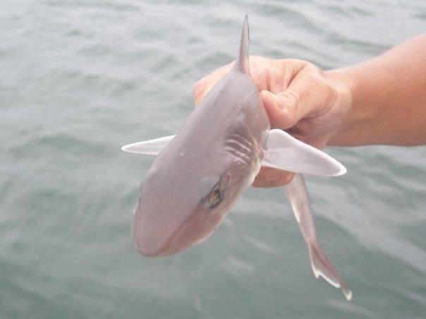 sharks-ahoy:  marktswimmer submitted:  Smooth Dogfish—known for their shiny eyes