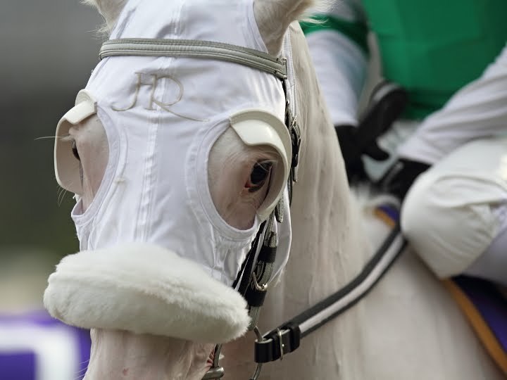 Yukichan (Kurofune x Shirayukihime, by Sunday Silence) is one of the rare white Thoroughbreds in existence. She’s a successful racehorse in her native Japan.