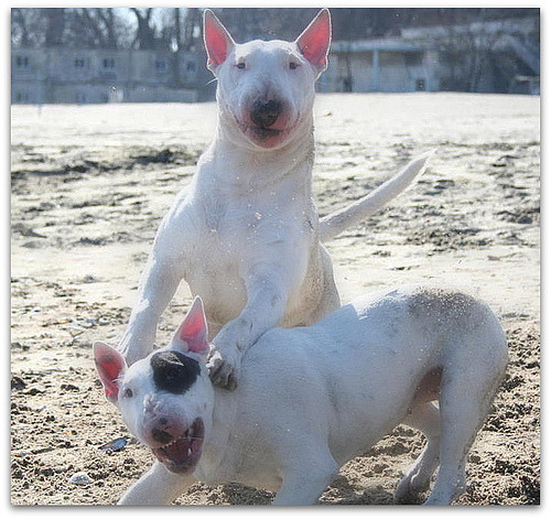 bullterrierlove:Tequila and Greta (by monika_denne)