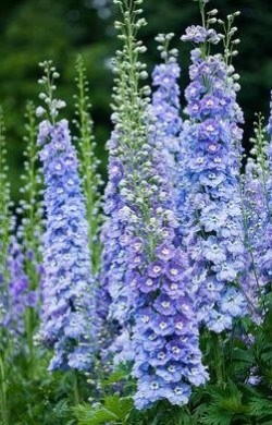 belleatelier:
“Delphinium spires
”