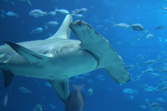 One of my favorite kinds of sharks &lt;3