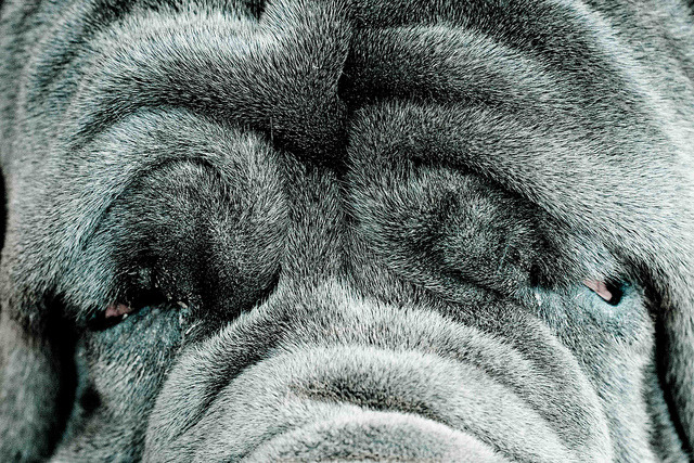 fyeahwrinklydogs:  themastiffblog:  by Heloisa Rizzi  Look at that wrinkly glory!
