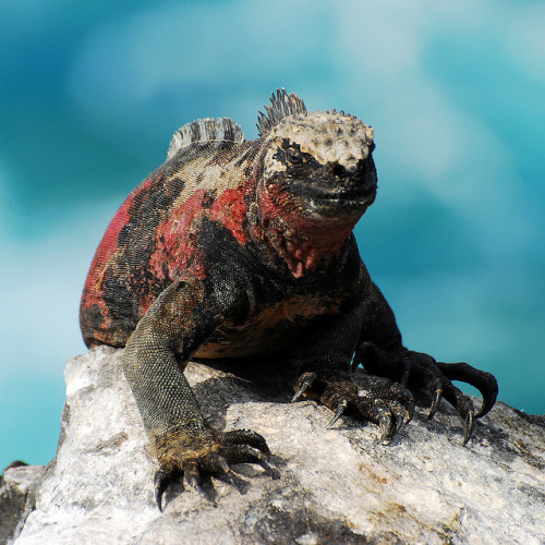 More of the wonderful creatures on Galapagos. (flickr: Tristan27)