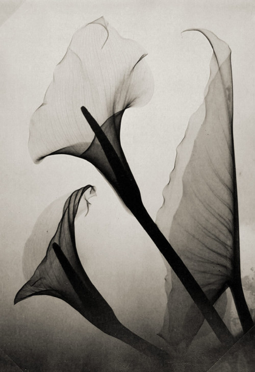 Porn Untitled (Calla Lily X-Ray) by Thomas W. photos