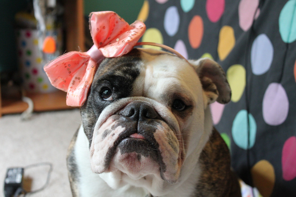 English Bulldog Love
