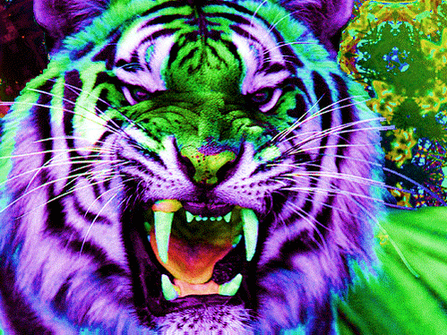 enter-galactic-love:  TRIP HARD