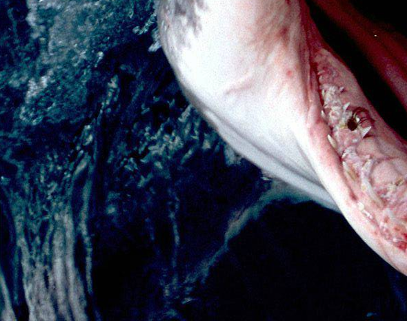 I NEED TO START PREPPING FOOD AND STUFF FOR SHARK WEEK :D