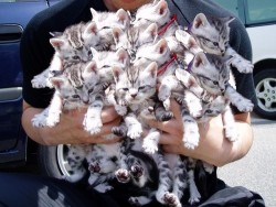 staythatswhatimeanttosay:  ponponrayrayray:  hey they were out of flowers so have some cats happy anniversary  Using the clone tool for good rather than evil, I see. 