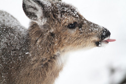 neurologic:  Yep, its snowing. (by wvgasguy) 