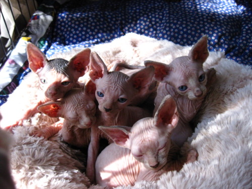 fyeahsphynxcats:  This picture was taken a few weeks ago. I’m sorry everyone for the lack of posts!   so cuteeeeeee