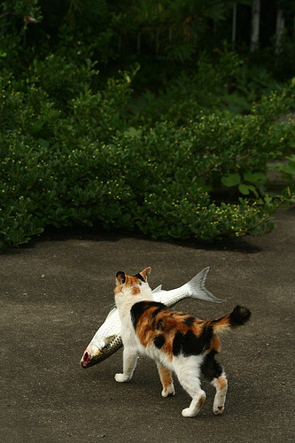 mariusu:  cat.62 (by makudeco) 