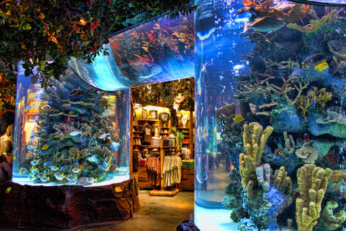 theshanesofar: I havent been to a rainforest cafe in forever