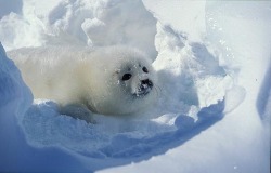 we love seals