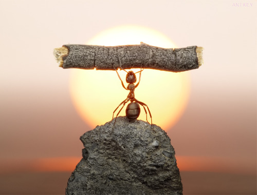 bad ass ant