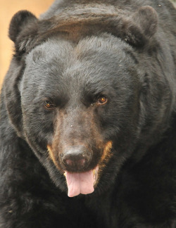 llbwwb:  American black bear (by ucumari)