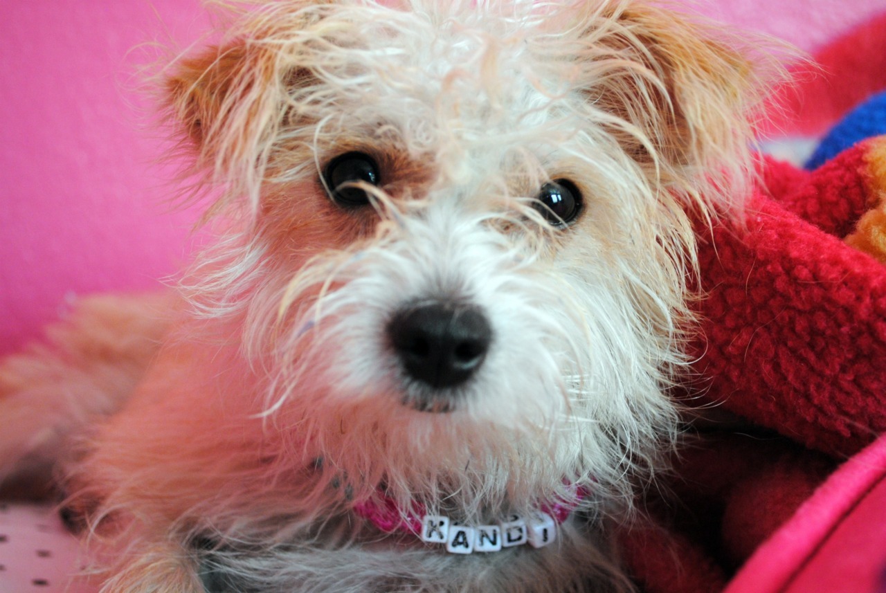 moon-cosmic-power:  This is my puppy Kandi. &lt;3  reblogging cause I miss my