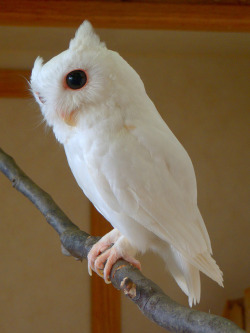 monstersinsuits:  hxcfairy:  commanderspock | pinwheeling | woodendagger  Albino Eastern Screech Owl knows all your secrets.   That’s not cute at all. It’s actually really fucking creepy. I can see its fucking pupils man.