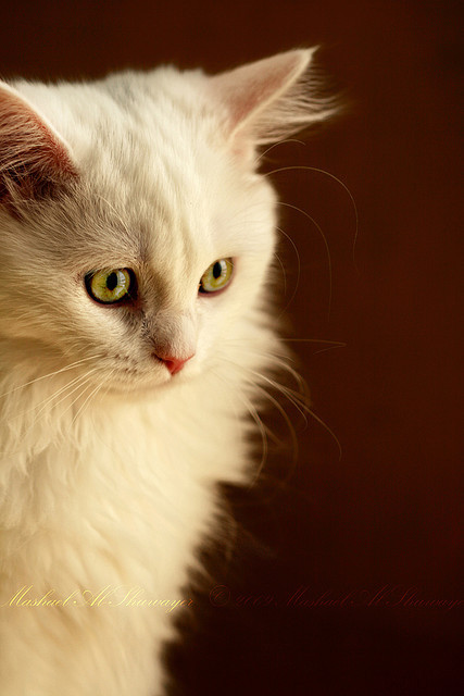 gorgeouscats