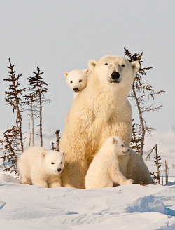 magicalnaturetour:  Polar Bear by Robert