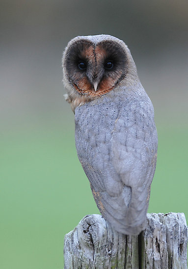 holycollin:  A very rare Black Barn Owl. They are normally killed at birth by their