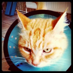 Poor Ginger. He was bitten (we think by a dog) and now has to live in a cone for the next week xD